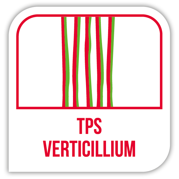 Visuel TPS verticillium
